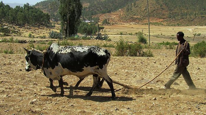 Etiopia: l’Onu sospende gli aiuti alimentari per i dirottamenti dei gruppi armati