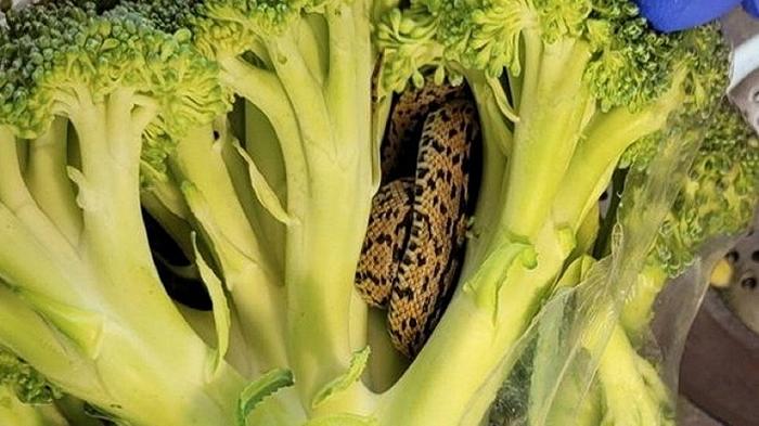 Compra da Aldi una busta di broccoli, ma ci trova un serpente vivo