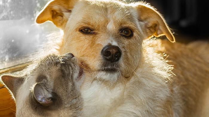 Cani e gatti positivi all’influenza aviaria: la scoperta a Brescia