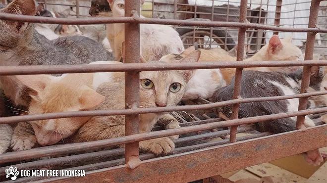 carne-cane-gatto-indonesia