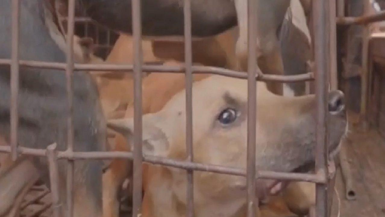 Stop alla carne di cane in Indonesia: “sono deluso”, sostiene uno dei  macellai più attivi, image size:1278x720