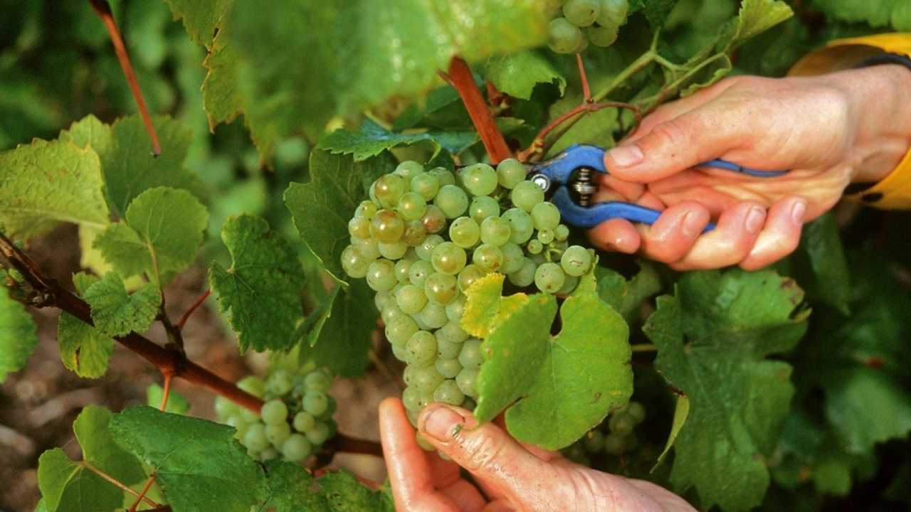 Lo Champagne prepara la prossima vendemmia dopo un 2022 “straordinario”