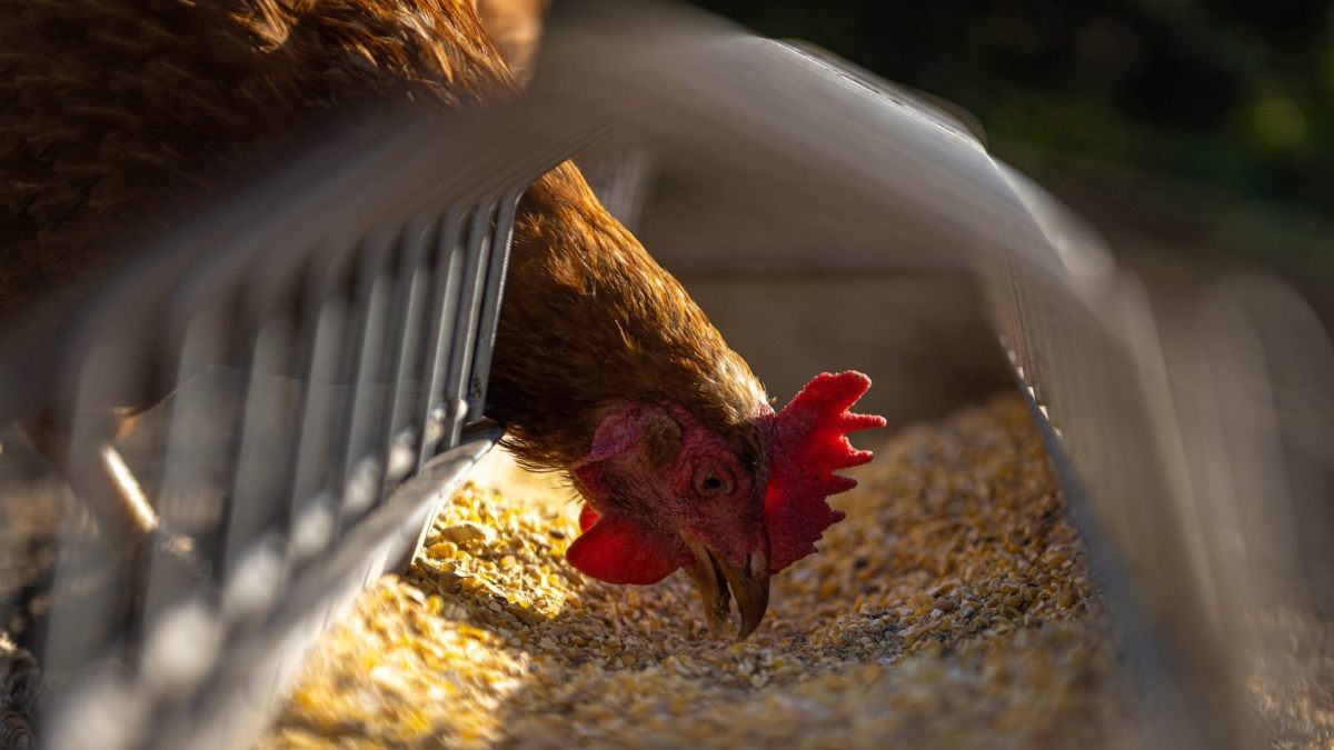 galline gabbia