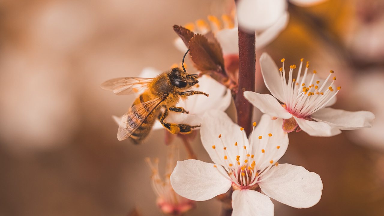 I frutti impollinati da animali hanno una qualità migliore del 23%: lo conferma l’Universitá di Padova