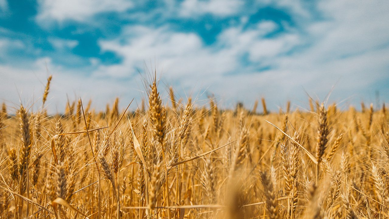 L’Italia è quarta tra i Paesi che importano più prodotti agricoli dall’Ucraina