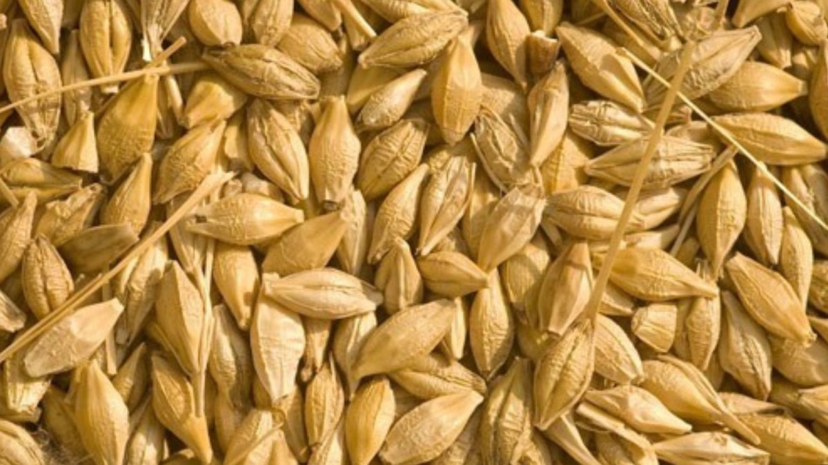 orzo