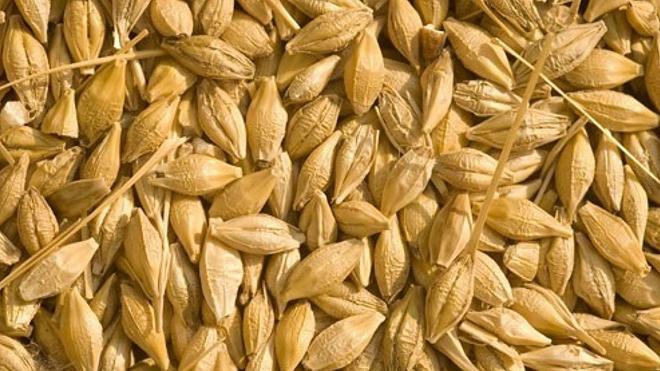 orzo