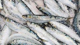 Le sardine fanno bene alla pelle? Ecco spiegato l’ultimo trend di TikTok