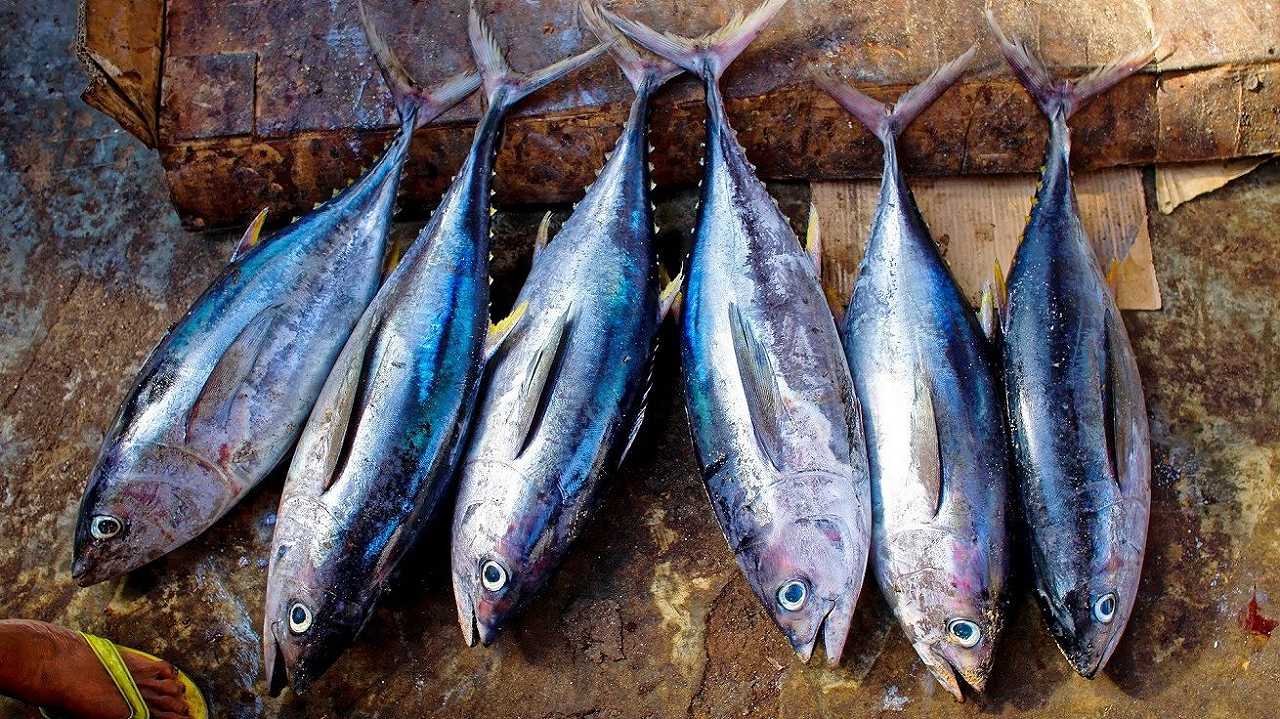 L’industria della pesca vuole fermare l’estrazione mineraria dal fondale marino