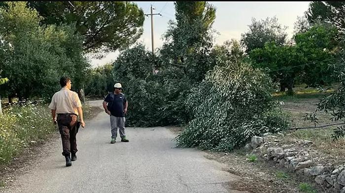 Puglia: ulivi distrutti dalla mafia