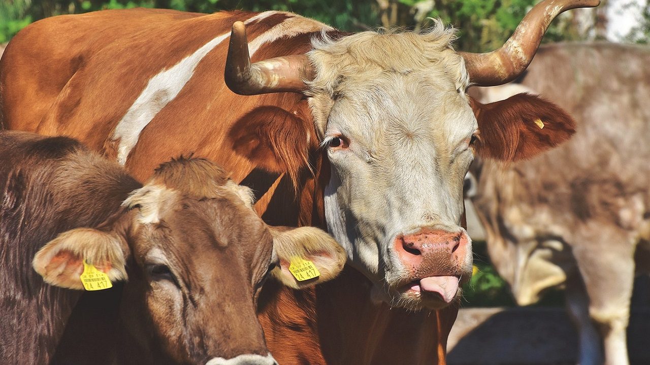 Gli allevamenti di bovini hanno vinto: loro (i più inquinanti) non saranno inseriti nelle nuove norme Ue