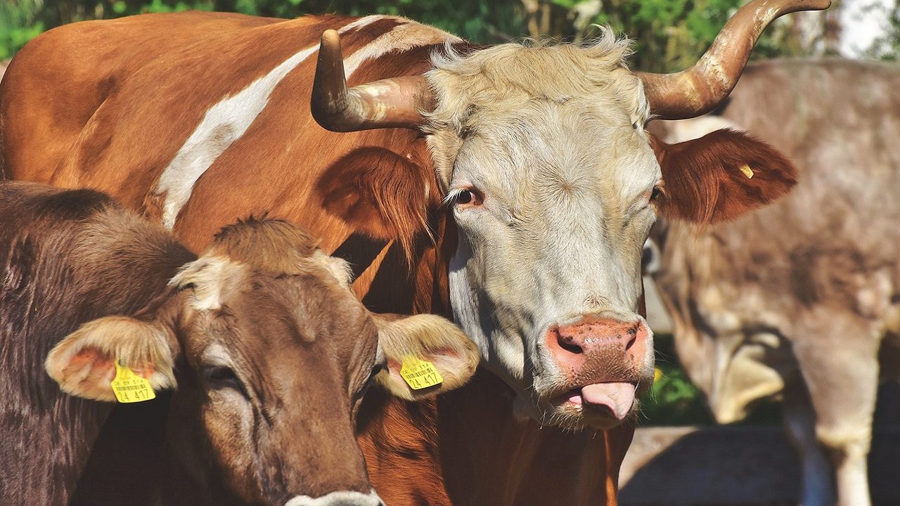 Troppi finanziamenti agli allevamenti rispetto alla carne vegetale, svela un nuovo studio