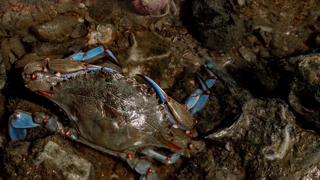 blu crab