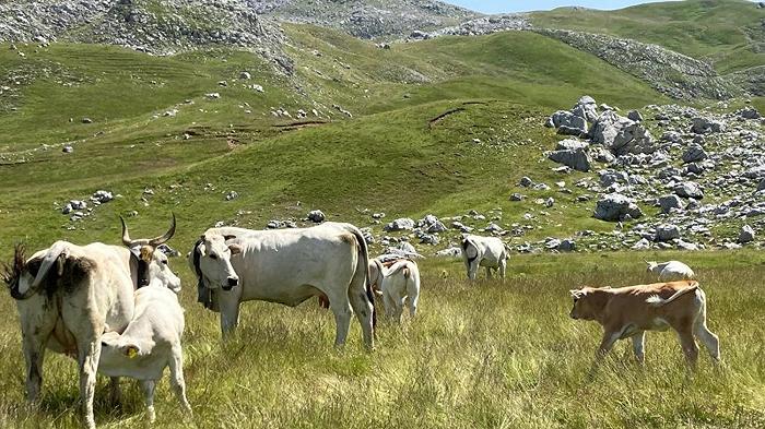 Concorso Pascolo e Alpeggio Italiano: come partecipare alla prima edizione dedicata al formaggio naturale