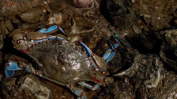 Il granchio blu è diventato cannibale: non c’è abbastanza cibo per tutti