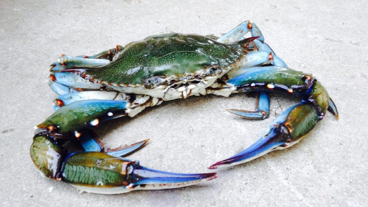 granchio blu