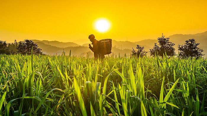 Grano e sicurezza alimentare a rischio in Cina: le alluvioni distruggono la principale zona produttrice