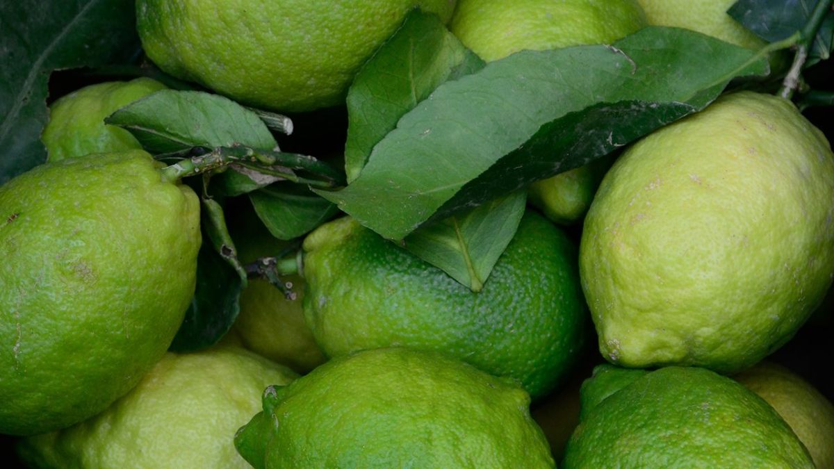 limone-verde-verdello
