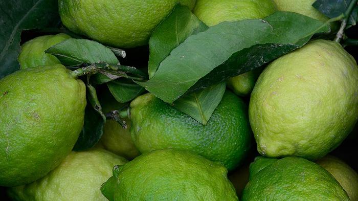 Lo strano caso del limone Verdello, scartato perché pare acerbo
