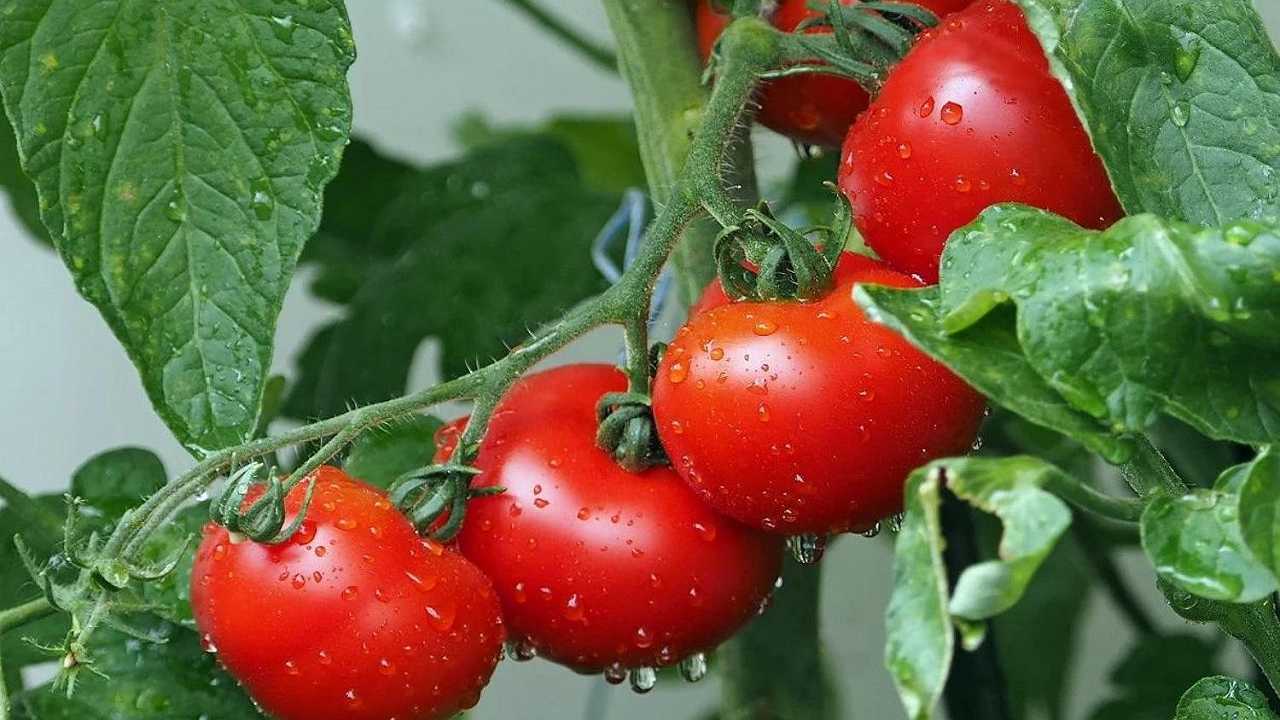 La raccolta del pomodoro è cominciata, e Coldiretti vuole vietare l’import dalla Cina