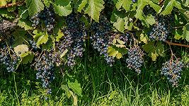 Come i nuovi accordi internazionali cambieranno il vino indiano