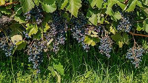 Come i nuovi accordi internazionali cambieranno il vino indiano