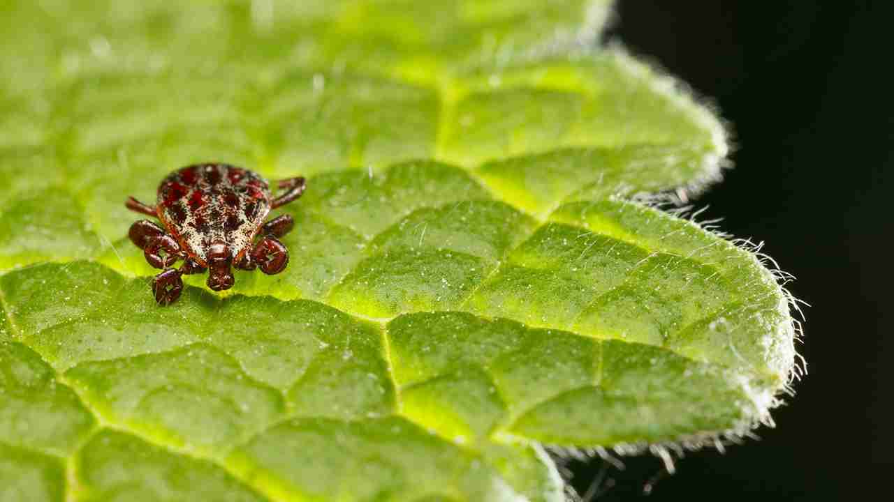 La zecca "che fa diventare vegetariani" contagia mezzo milione di americani