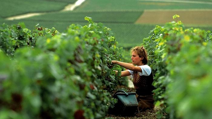 La vendemmia in Francia sarà una delle più povere dai tempi della Seconda Guerra Mondiale