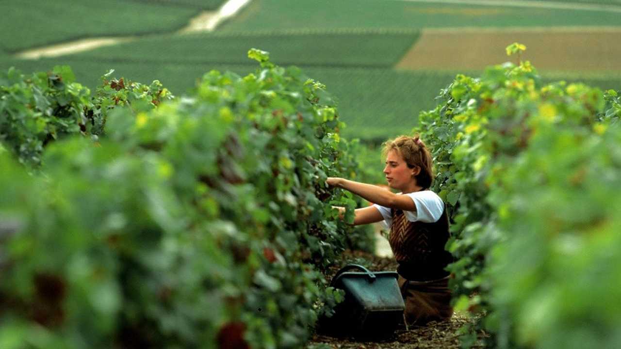 Nell’annus horribilis per l’Italia, la vendemmia in Borgogna “supera ogni aspettativa”