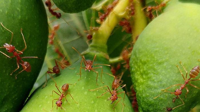 Colture e bestiame a rischio in Sicilia a causa della formica di fuoco