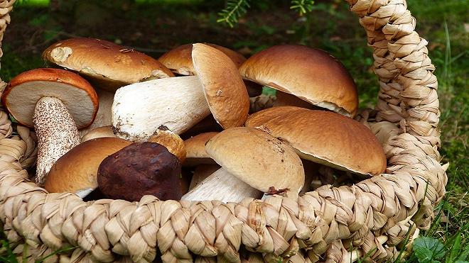 funghi porcini