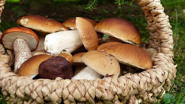 Funghi porcini in aumento per i cambiamenti climatici: la produzione segna un +20%