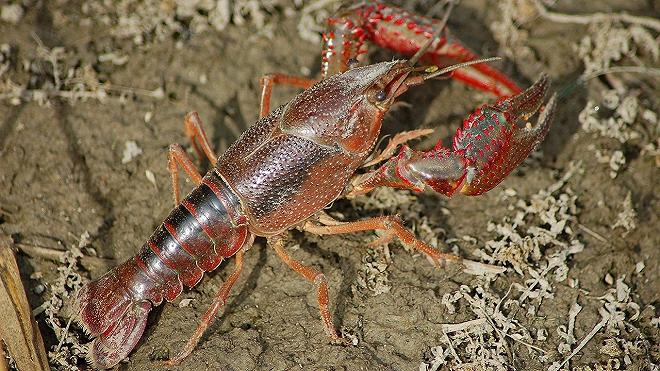 gambero rosso louisiana