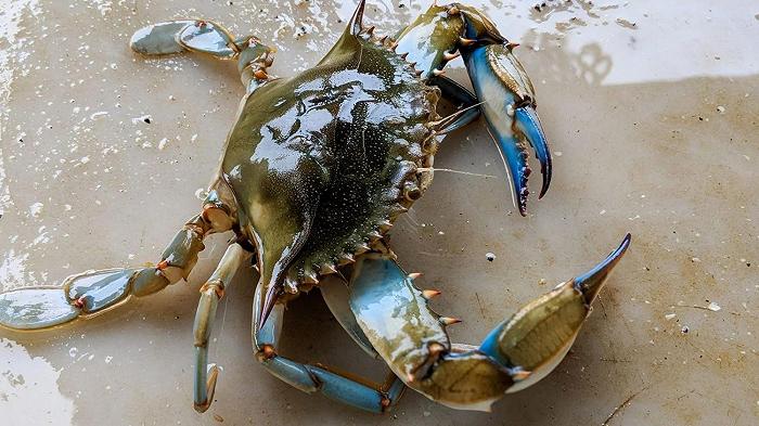 In Veneto contro il granchio blu ora si seminano vongole veraci