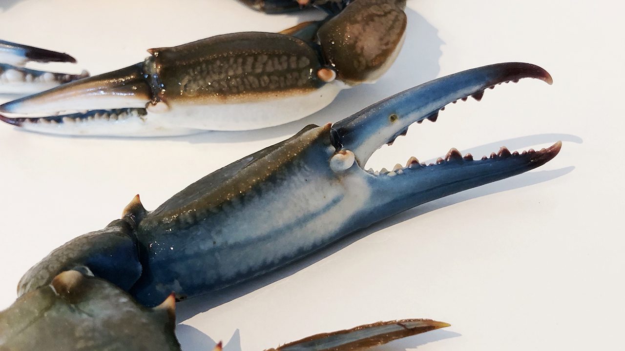 Il granchio blu rovina il Natale: niente vongole nel piatto