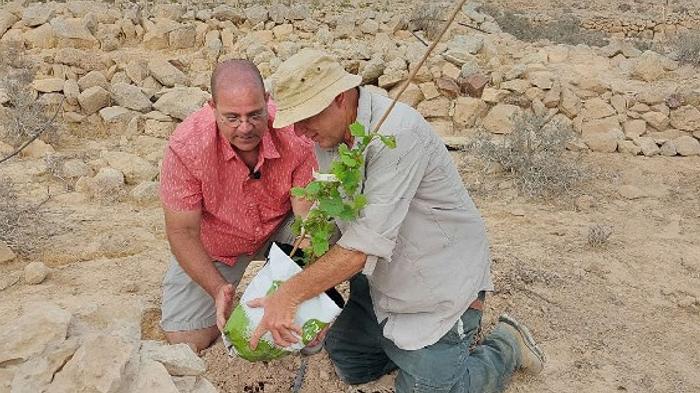 In Israele delle viti di 1500 anni fa sono state rese nuovamente produttive