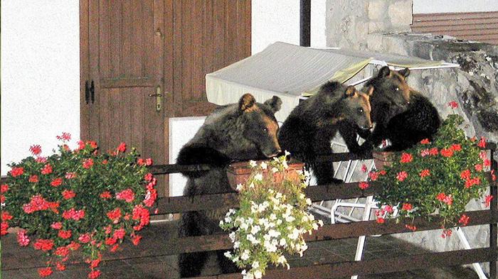 Merenda extra per l’orsa Gemma, che entra in un hotel e ruba due torte