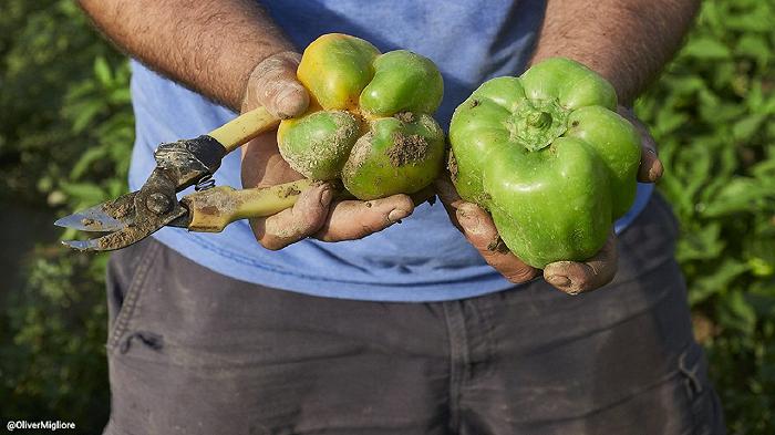 Il Peperone di Voghera diventa nuovo Presidio Slow Food