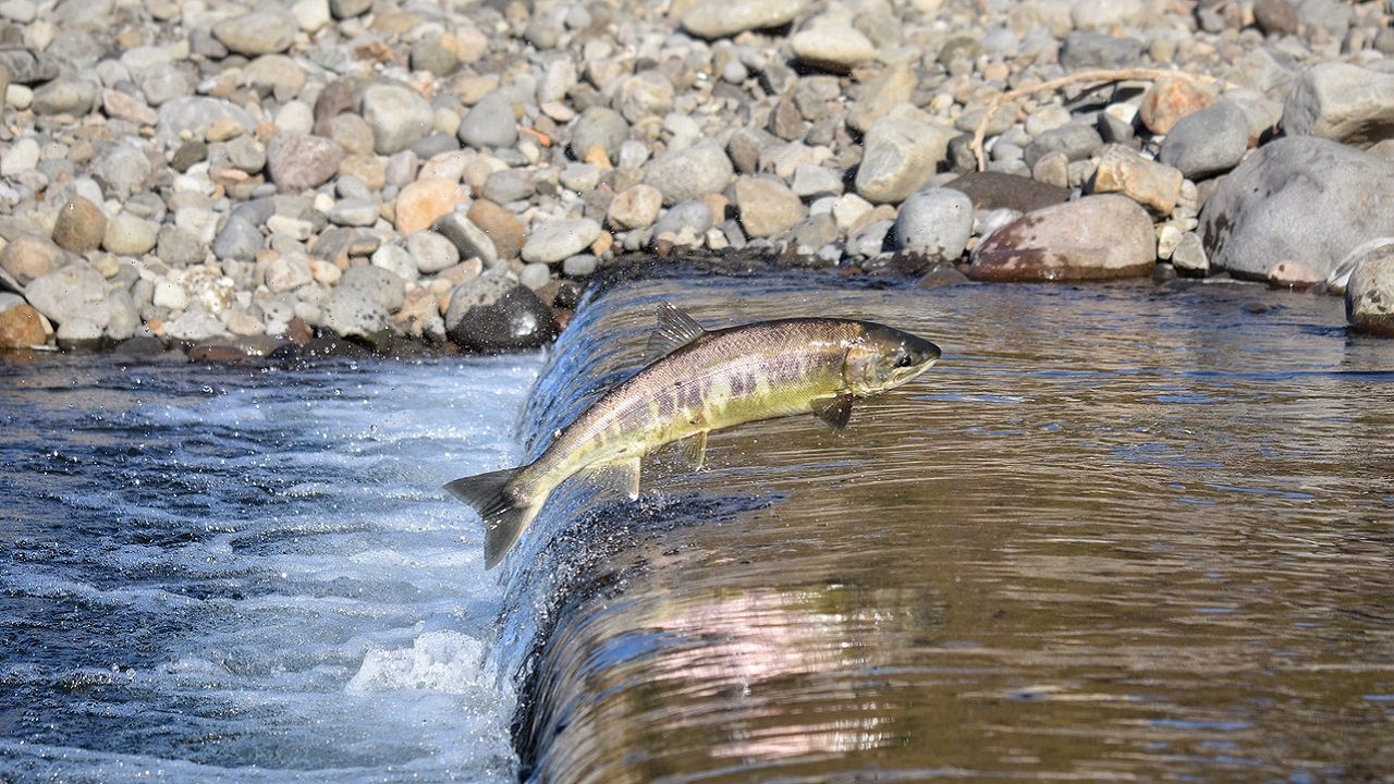 Salmoni in fuga: l’Islanda si prepara a un disastro ambientale?