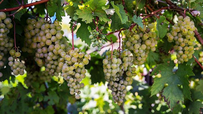 La vendemmia 2023 è ancora peggio del previsto, che ci crediate o no