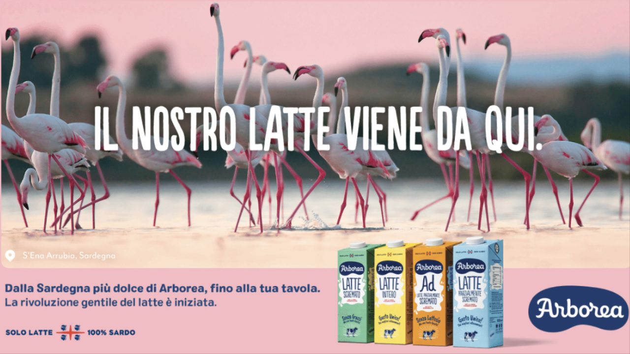 Arborea, il latte sardo che arriva dai fenicotteri