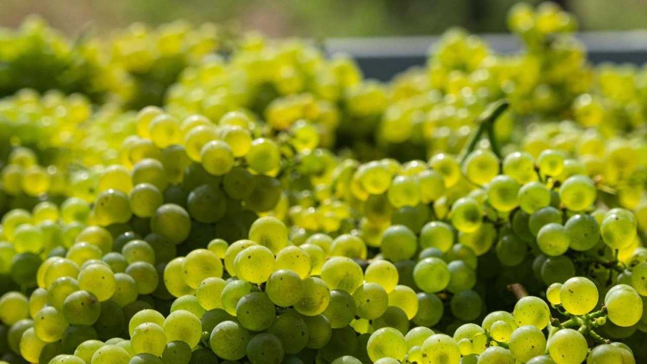 La cantina che combatte il cambiamento climatico con la “vendemmia digitale”