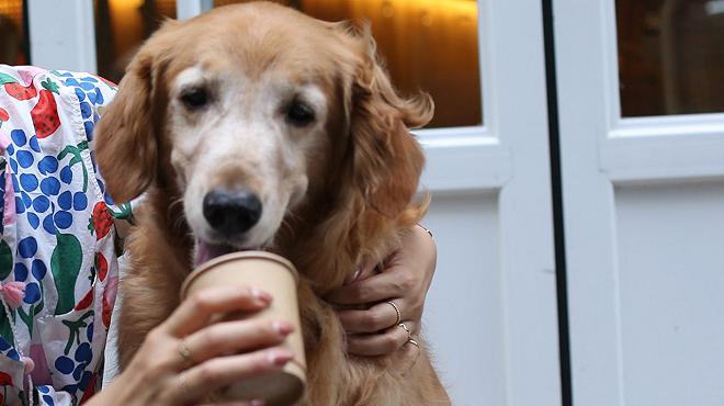 cappuccino-per-cani-starbucks