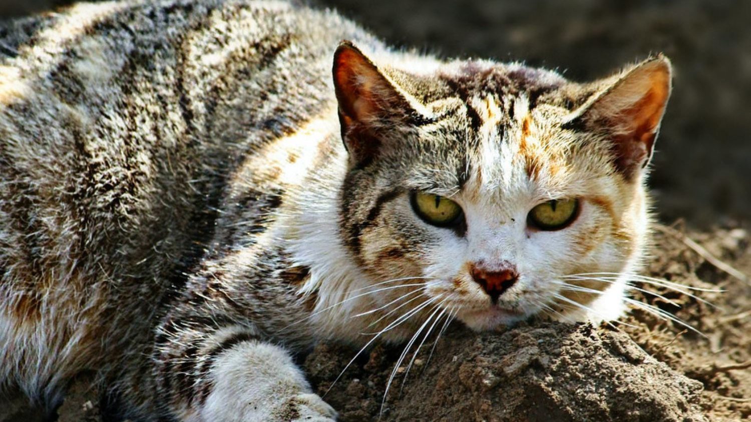 Страдающий кот. Дворовые кошки болезни. Опасные заболевания кошек.