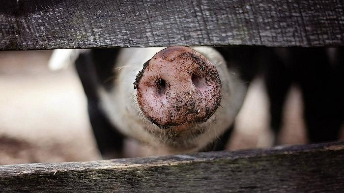 A Presa Diretta la nuova frontiera della carne ibrida (che non piace a Coldiretti): metà da laboratorio, metà vegetale