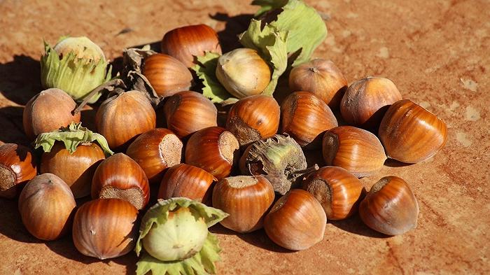 Ferrero ha perso decine di milioni di dollari provando a far crescere le nocciole in Australia