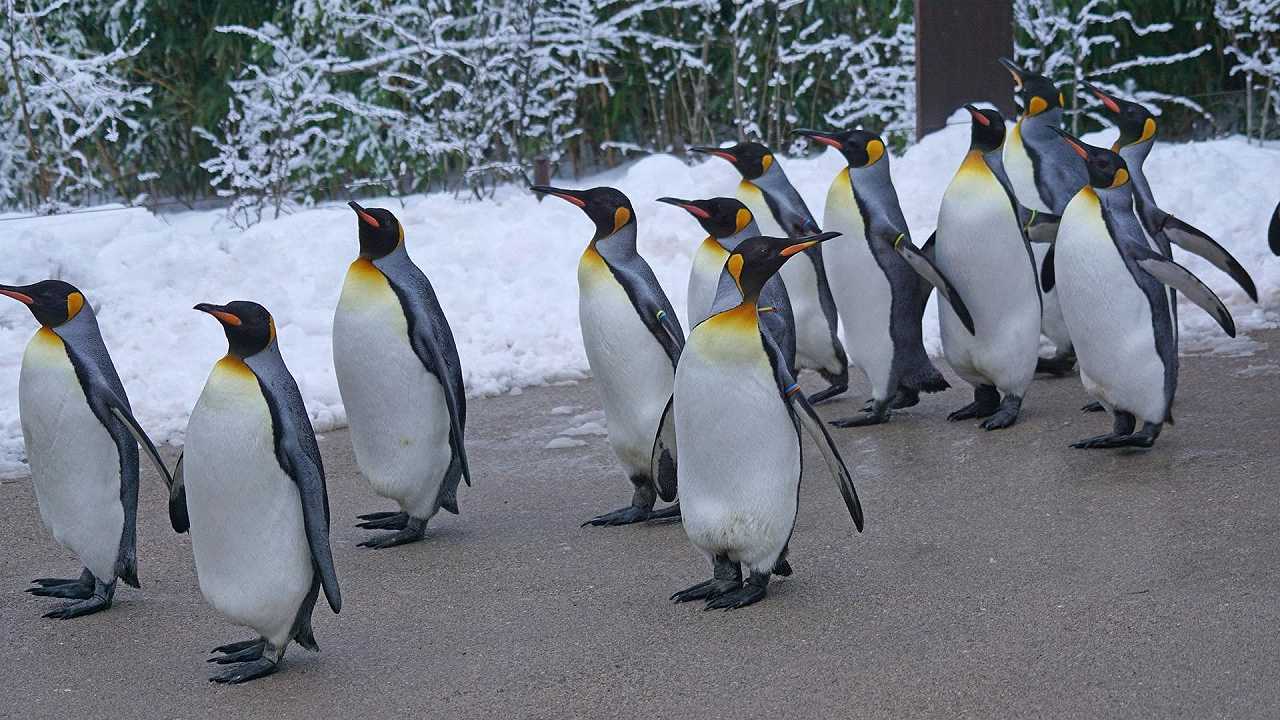 L’influenza aviaria è arrivata fino al Polo Sud: si teme per foche e pinguini