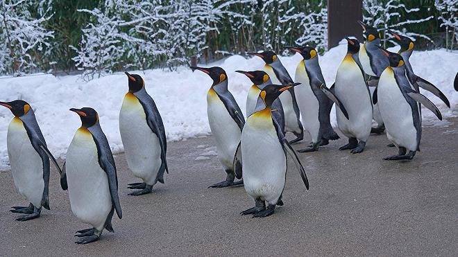 pinguini influenza aviaria