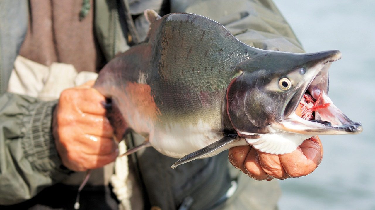 Il salmone rosa del Pacifico invade la Scandinavia: le carcasse marciscono nei fiumi