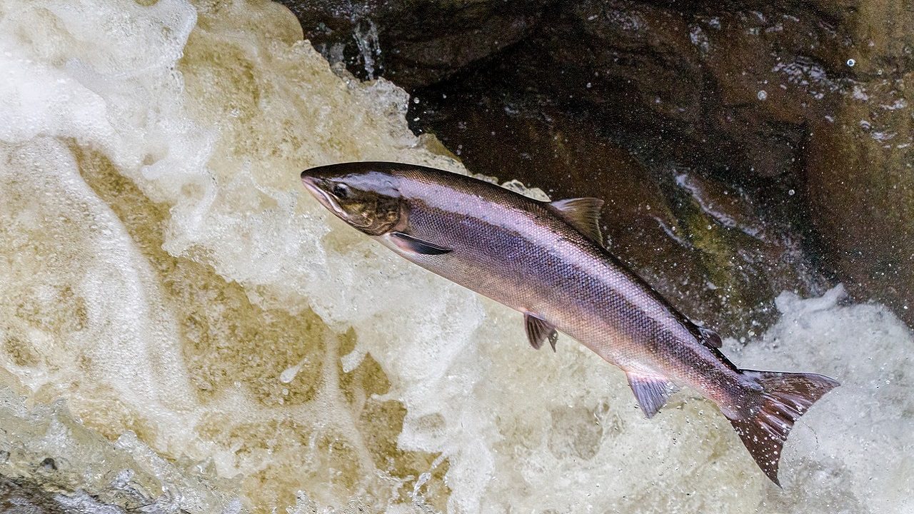 Tra riscaldamento climatico e sfruttamento, iniziate a scordarvi il salmone dell’Alaska